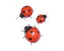 Enlarge - Artificial Ladybird, 0216610