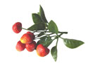 Enlarge - Artificial Strawberry bush of six, 0218392