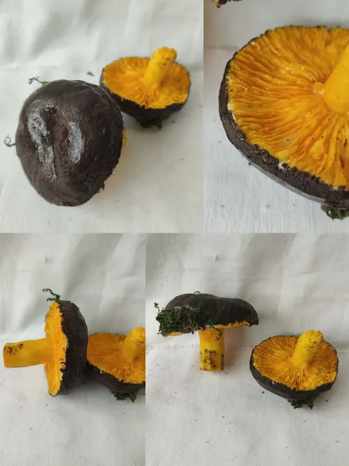 090. ����� ���� ������� ������,  ������� 01301090