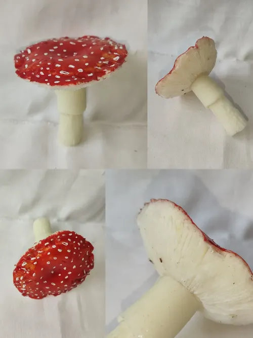 098. ����� ������� �������,  ������� 01301098