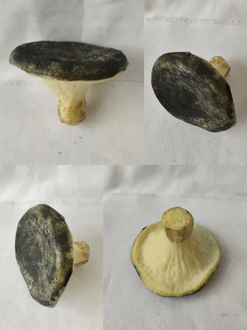 091. ����� ������,  ������� 01301091