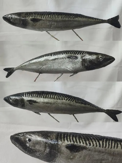 145. ����� �������� ,  ������� 01301145