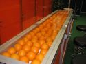 Увеличить - Пример оформления муляжами апельсинов, артикул 0130037
